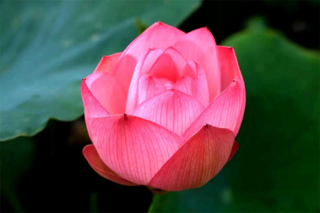 从化草埔村荷花游记,从化小杉村游玩攻略油菜花