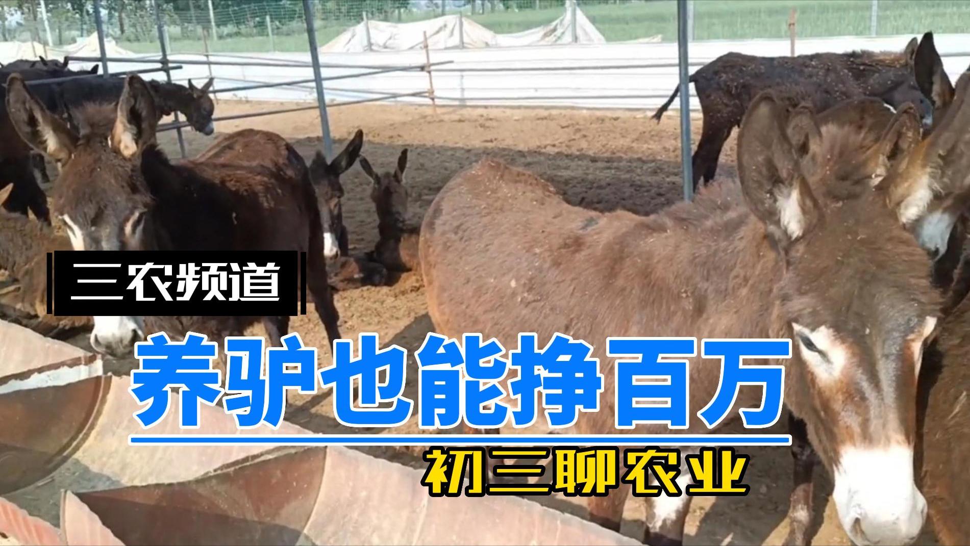 养殖毛驴利润怎么样,养殖毛驴好不好