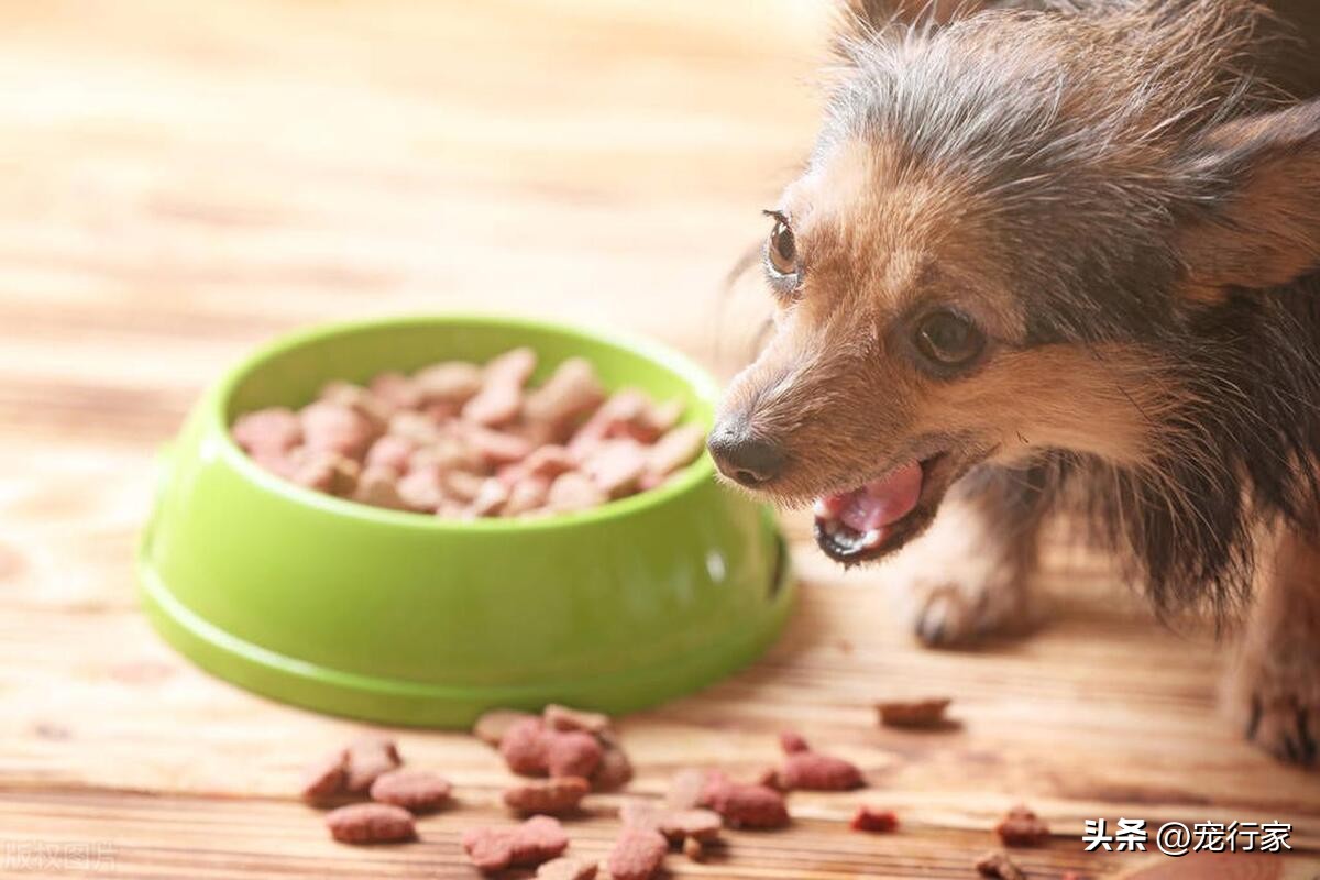 狗拉稀鱼腥味特重咋回事,狗狗身上腥臭味很重怎么回事