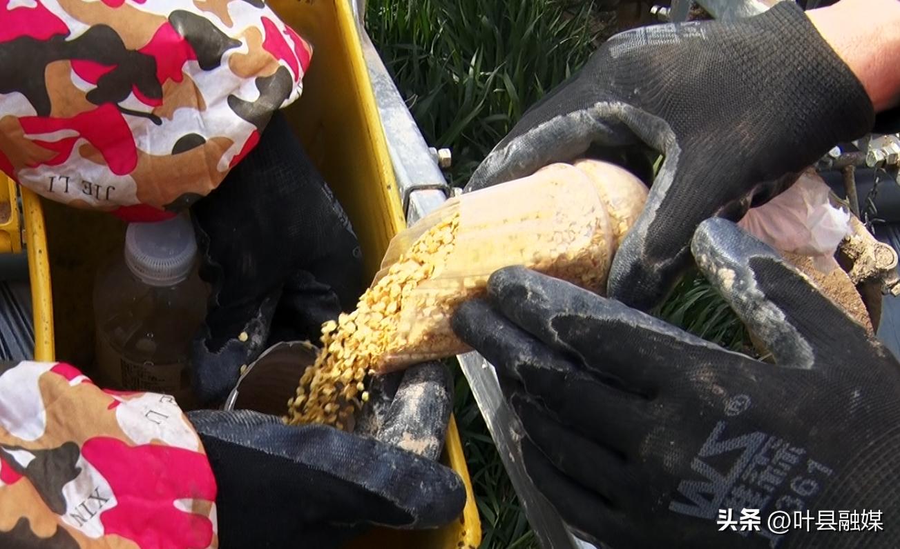 叶县廉村镇：机械直播新技术奏响春种“椒响乐”