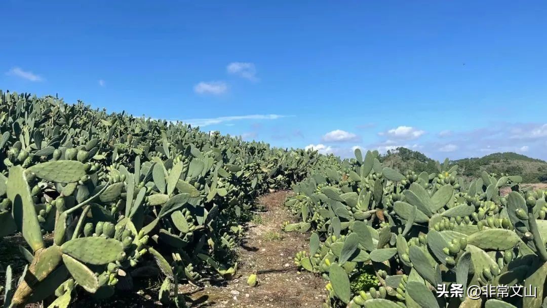 快点，文山一批“宝藏”项目等你加入！