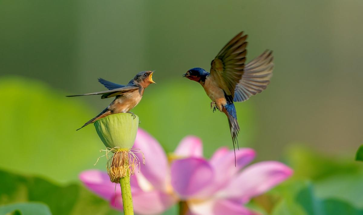 鸟进门有什么讲究,三鸟进宅寓意