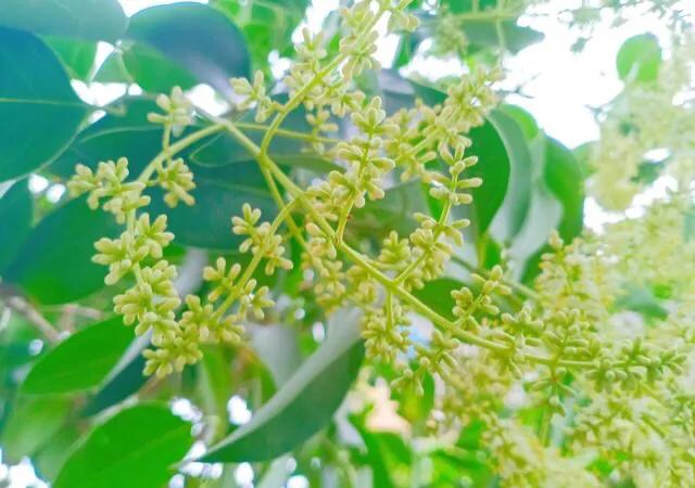 女贞有毒吗,大叶女贞又叫火炮树