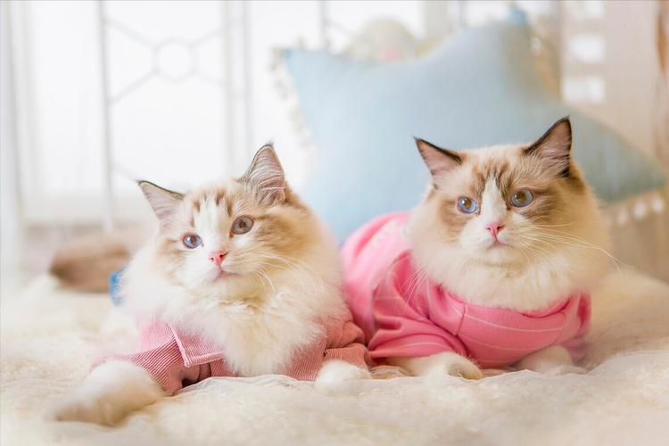 不管多有钱这几种猫不建议养,再有钱也不要养这五种猫