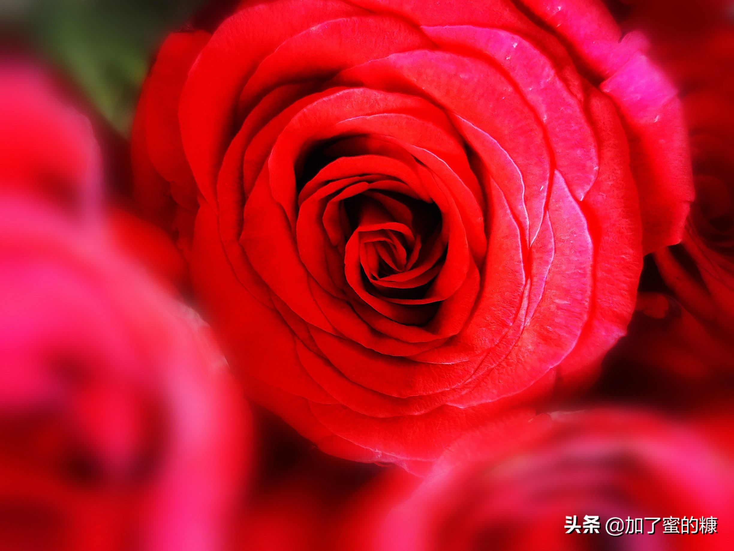 你的锋芒刺痛了我,你的锋芒都是被爱的理由