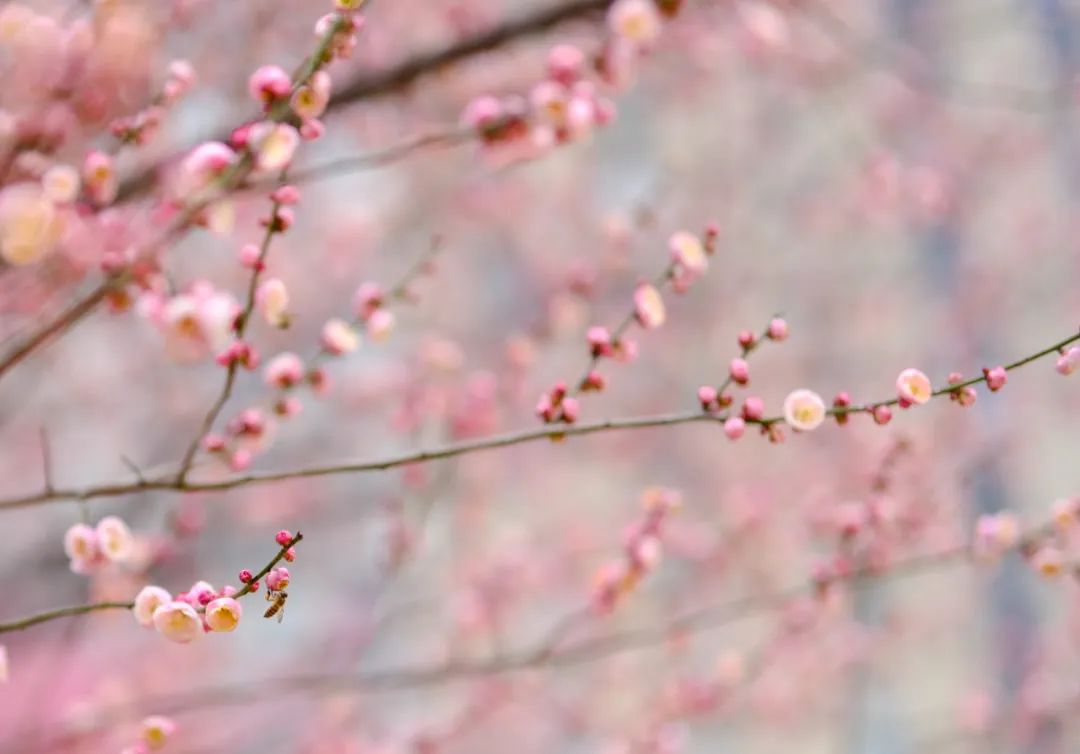 关于春天的古诗1000首,春天桃花古诗大全100首