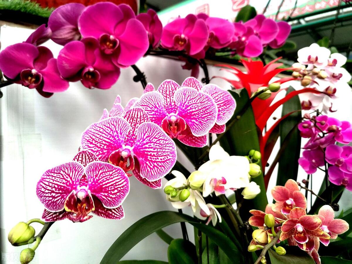 客厅花卉一堆,客厅一堆绿植