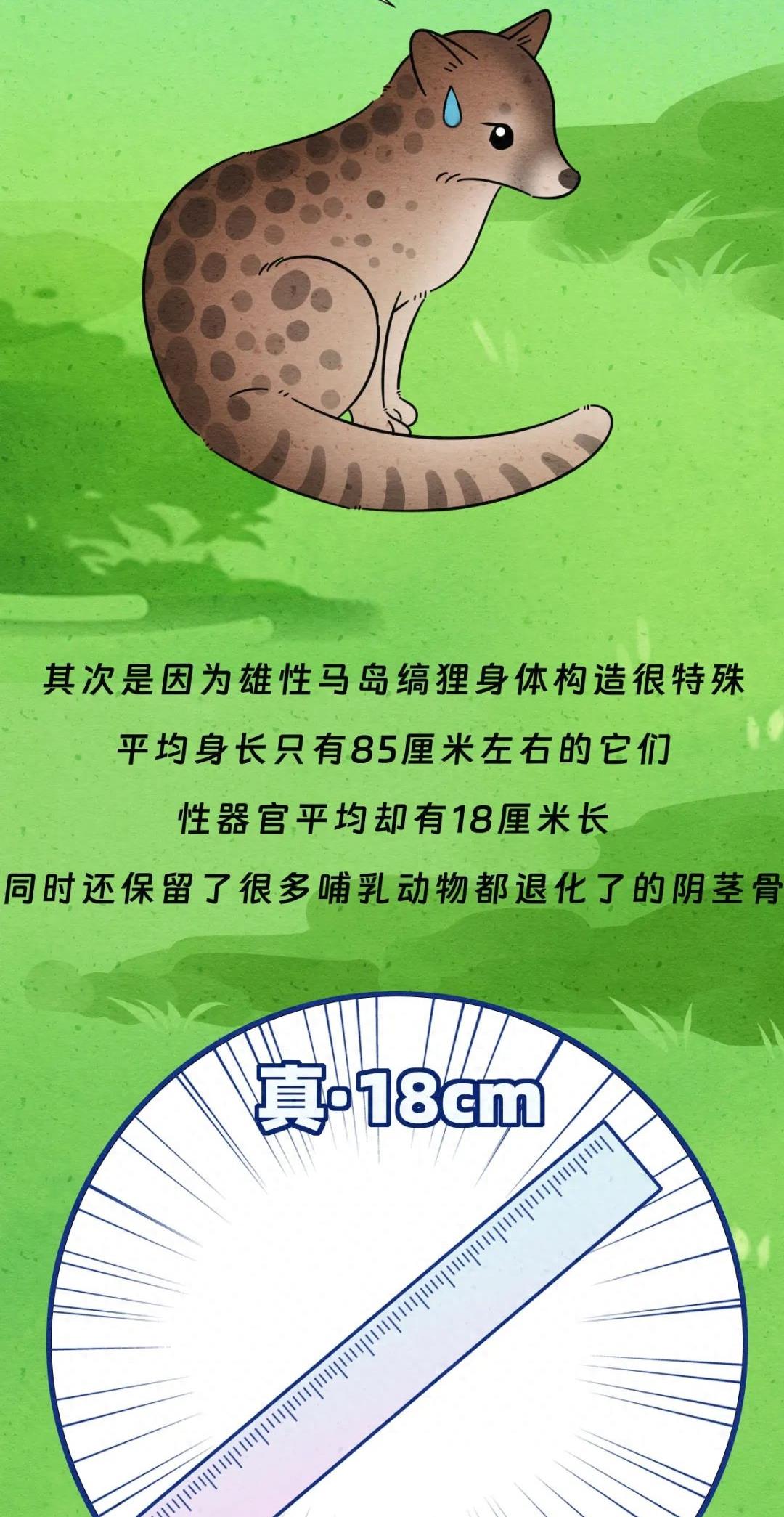 动物交配行为鉴赏，真的触碰到了我的知识盲区（漫画）