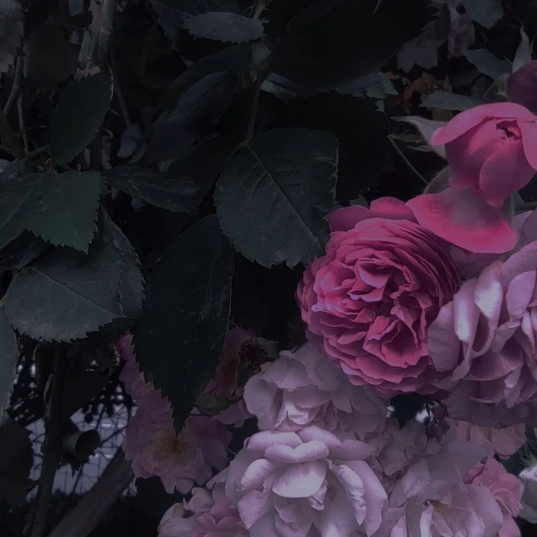 背景图ins风鲜花,ins复古黑色鲜花壁纸