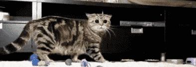 猫胀气放屁原因有哪些,猫咪肚子胀气一直放屁