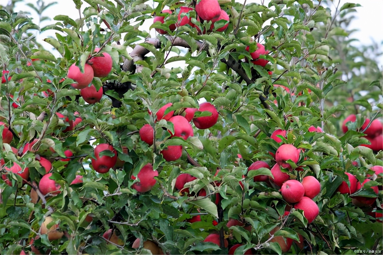 进口水果进得来吗,进口中国水果有哪些