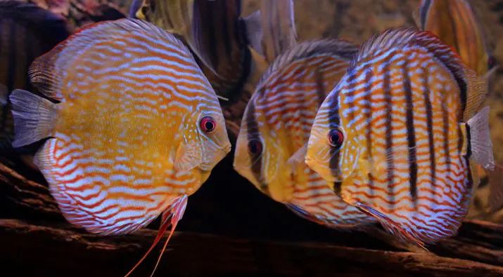 79年的羊养几条风水鱼好,71年八月生属猪人养几条风水鱼好