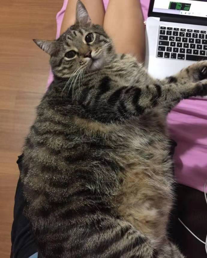 狸花猫智商相当于人类几岁,猫界智商排行榜狸花猫排第几