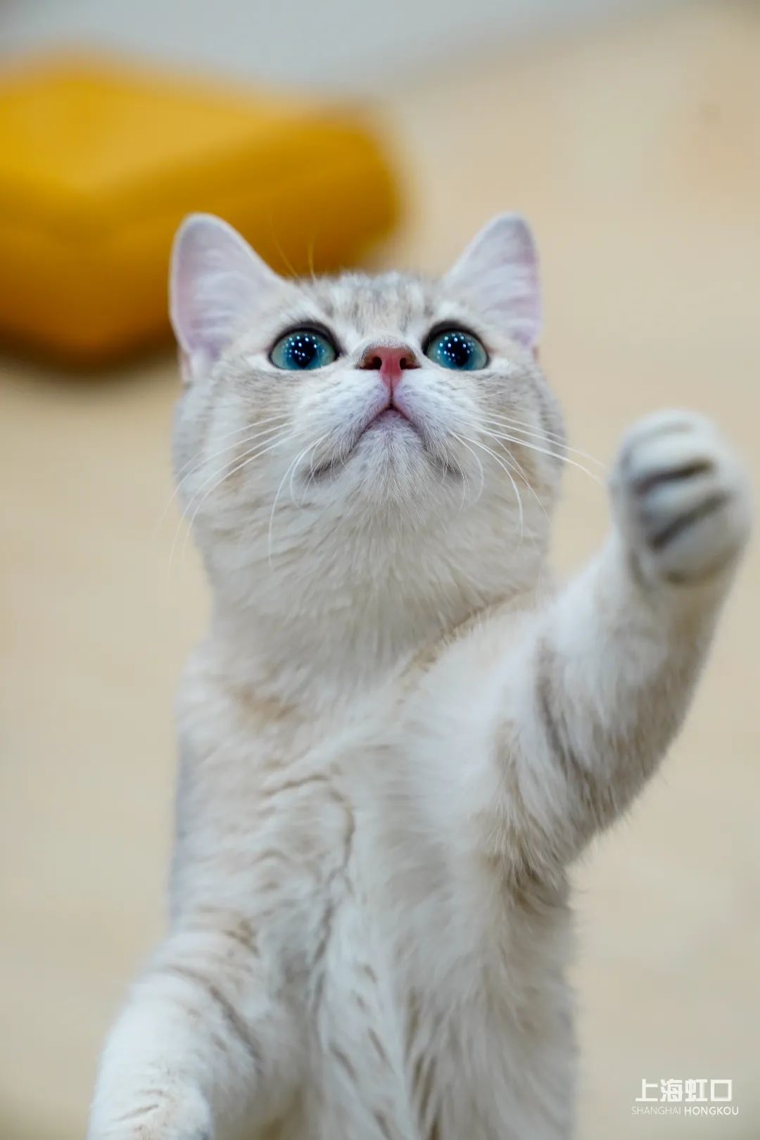 狗道宠物上海嘉定店,狗道宠物百联南方店