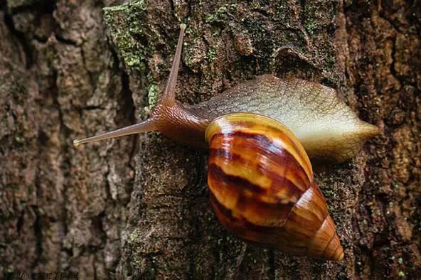 都是蜗牛，法国蜗牛与非洲蜗牛有啥不同？原来相差这么大，涨知识