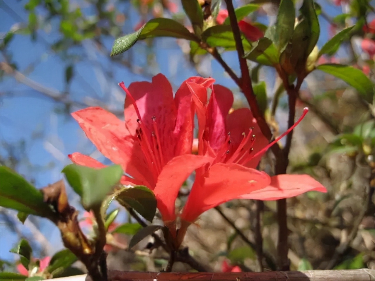 百种鲜花图片欣赏,十种最美丽的鲜花