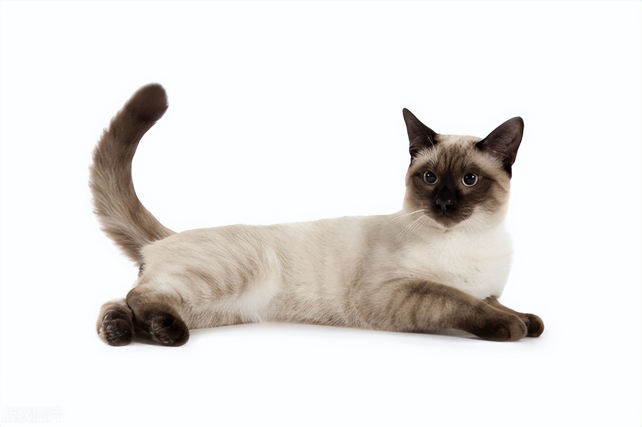 暹罗猫和布偶猫怎么区分,暹罗猫跟布偶猫有什么区别