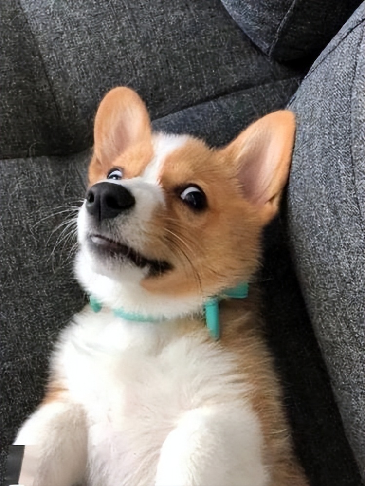 短腿柯基优点缺点,柯基的优点和缺点