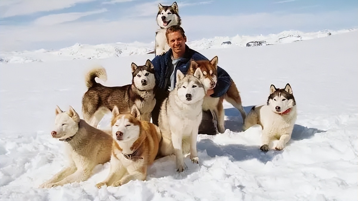 哈士奇有野外生存能力吗？将十只哈士奇放到非洲大草原会怎么样？