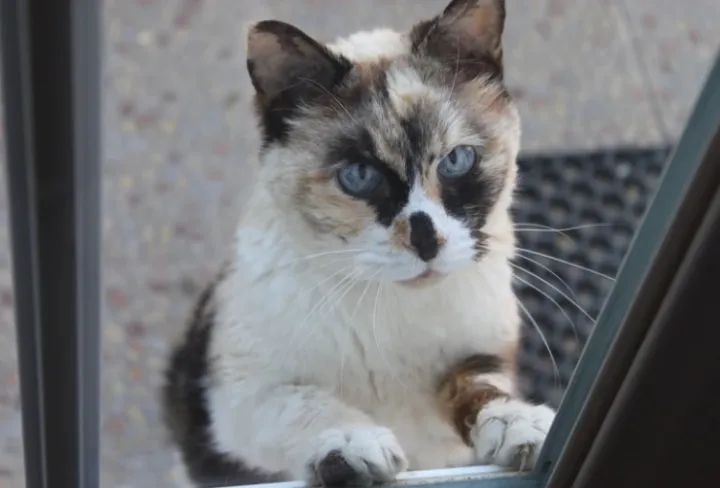 猫咪抓窗帘意味着什么,猫咪抓窗帘的时候一直叫为什么