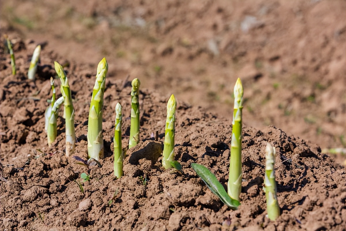 家庭菜园种植芦笋采摘视频,芦笋的家庭种植方法大全