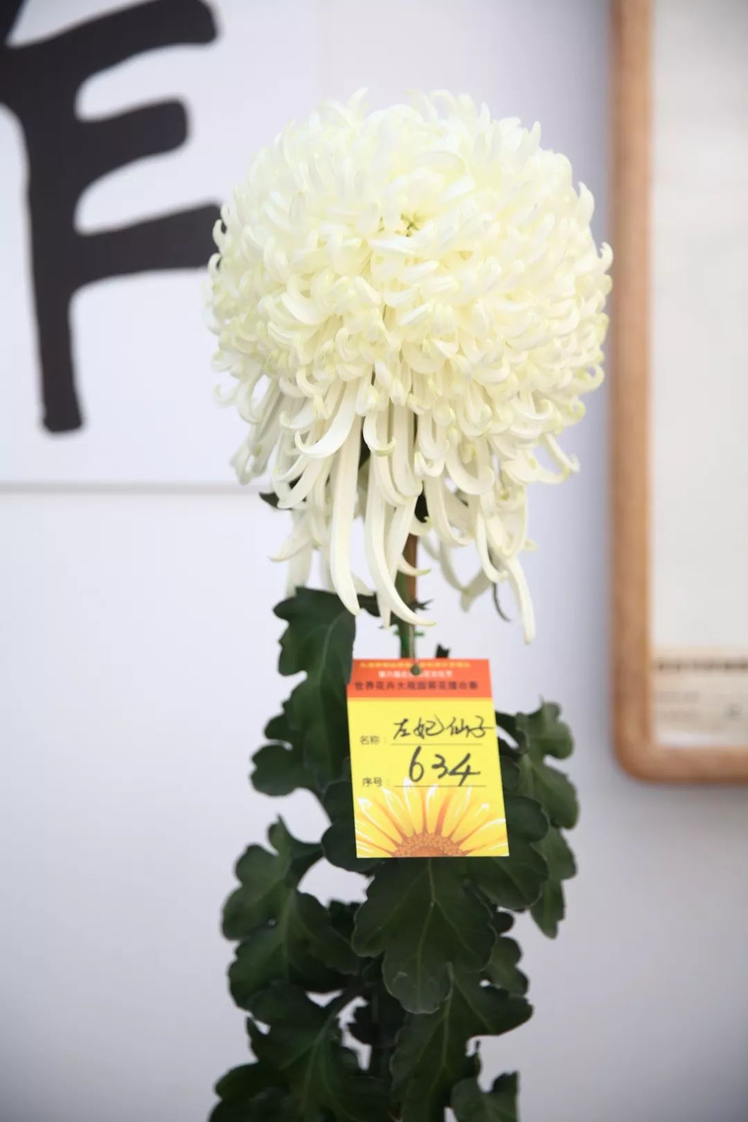 13个“菊王”，哪个才是你心目中的王者？