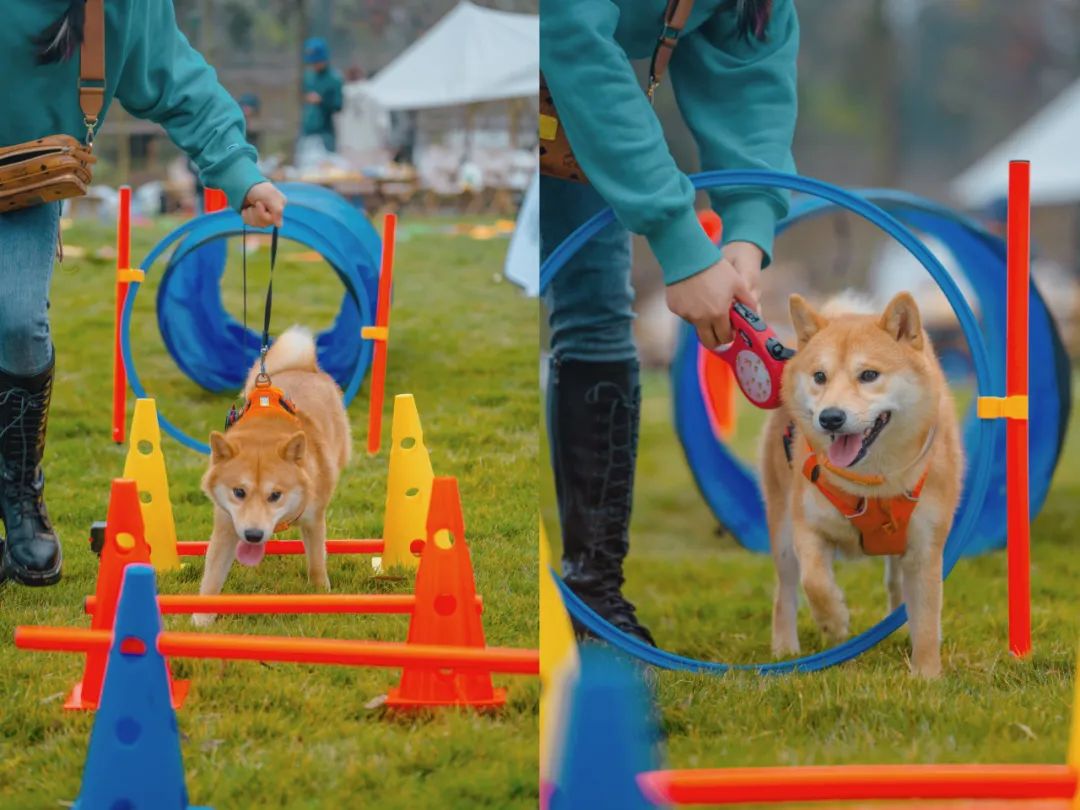 萌宠万圣狂欢夜,萌宠露营云龙区