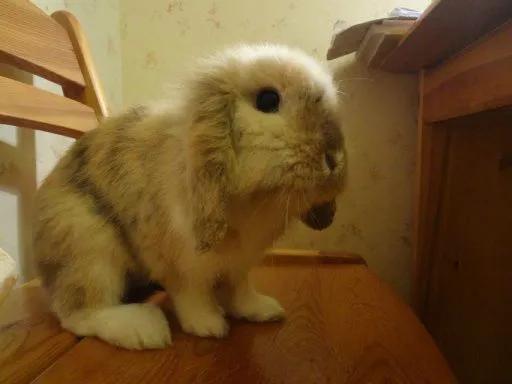 垂耳兔科普知识,垂耳兔科普纪录片