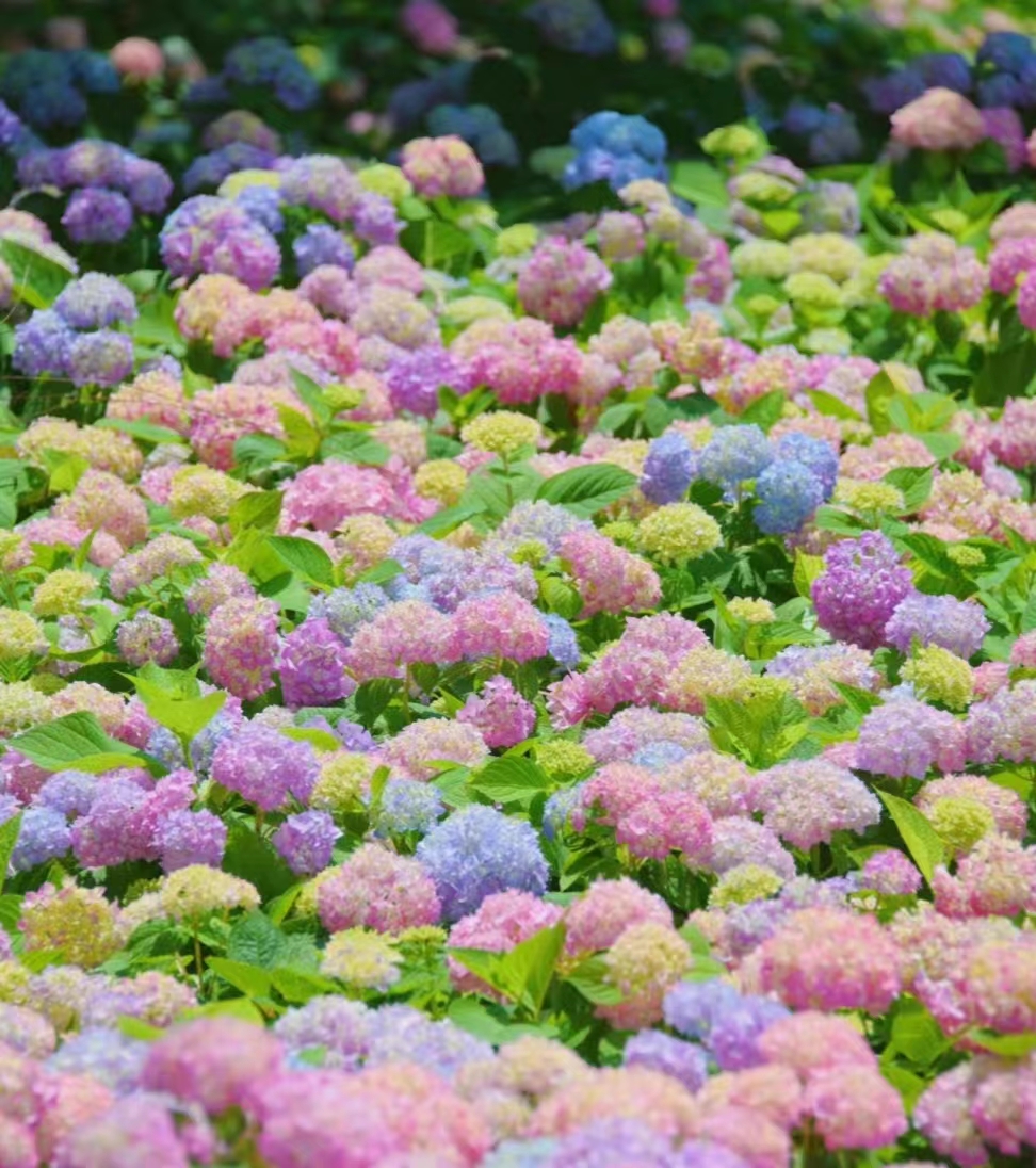 夏天专属的浪漫绣球花,绣球花是夏天的专属浪漫