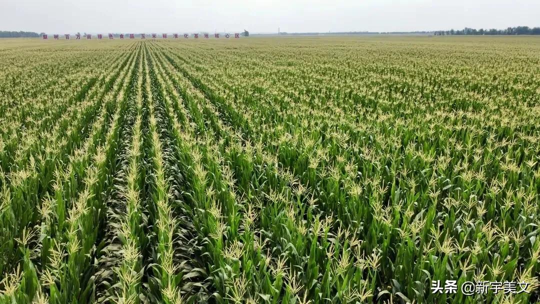 中国最优质的玉米,优质粮食玉米