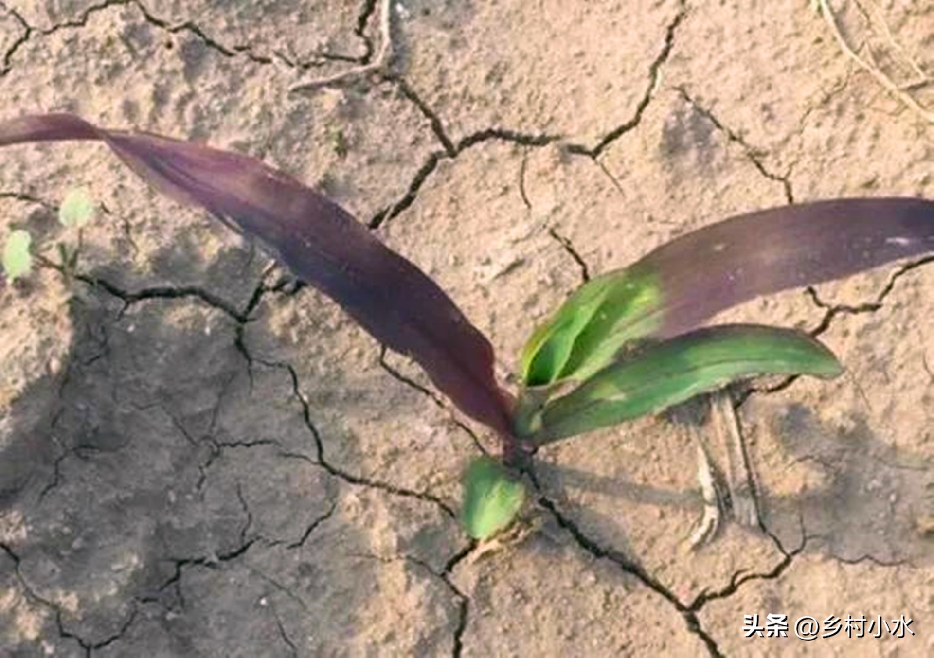 玉米出现紫苗的原因,玉米苗刚出苗发紫色是怎么回事
