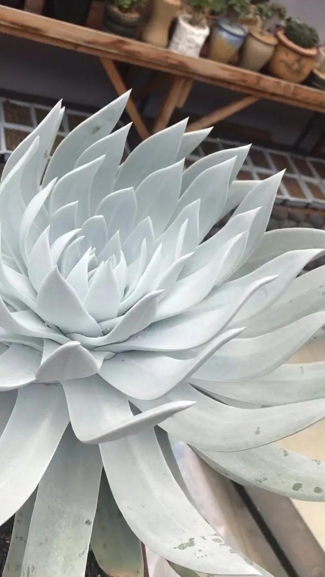 多肉仙女杯喜欢阳光吗,苹果叶仙女杯多肉如何养护