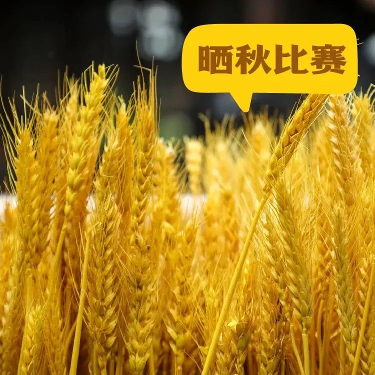 微度假|民族舞会、星光帐篷节、沙滩嘉年华…深圳过节景区活动指南