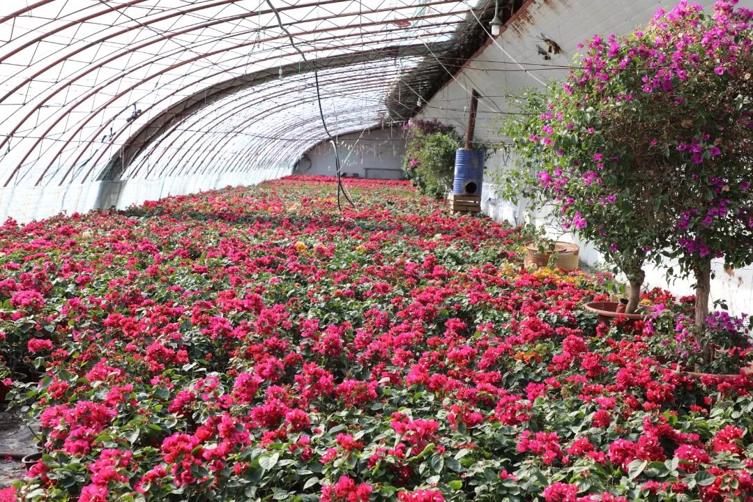 乡村振兴十二师,农旅一体化乡村振兴