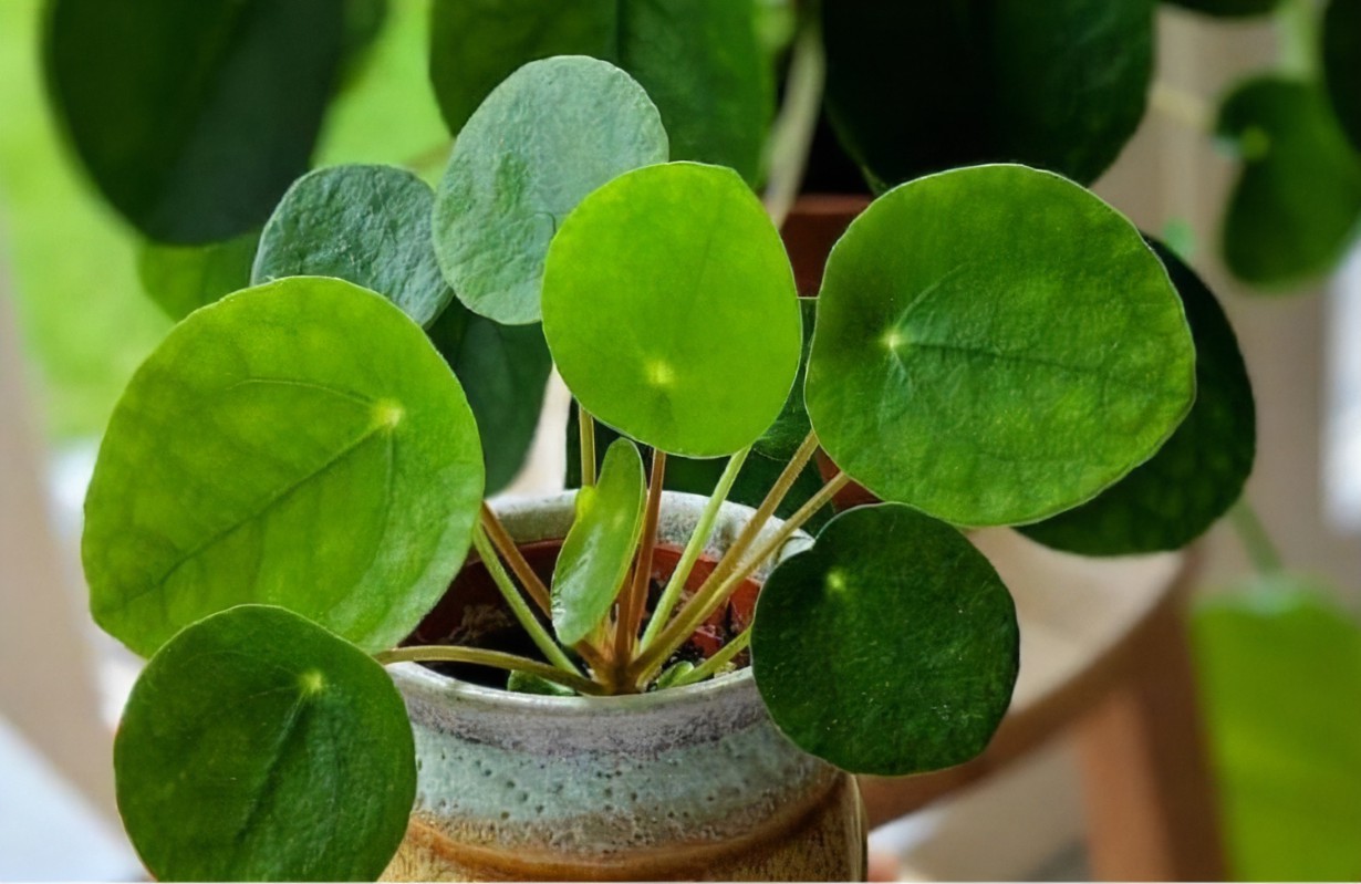 镜面草怎么养最好,镜面草小知识