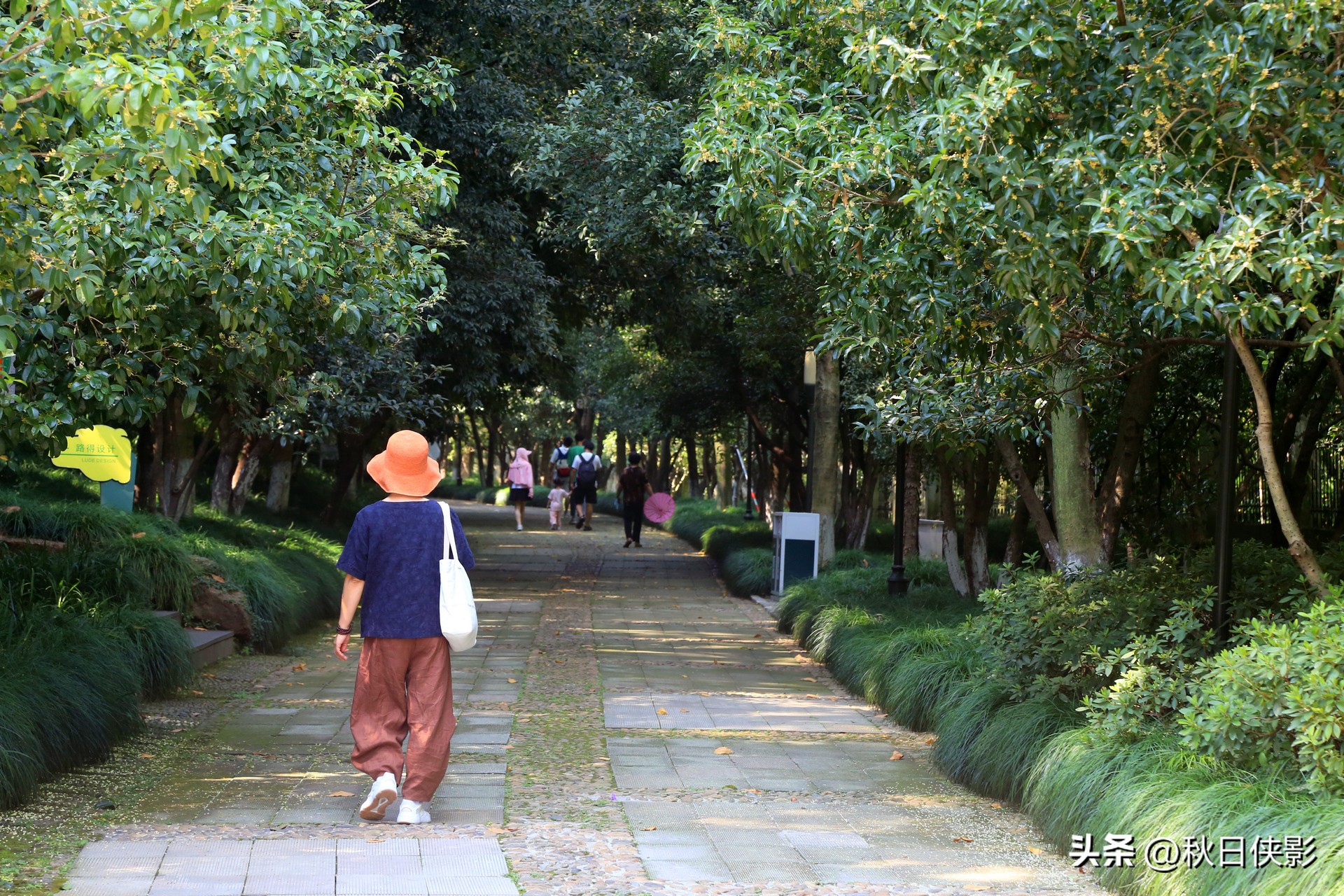 杭州赏桂花最佳处,杭州看桂花的最佳地方