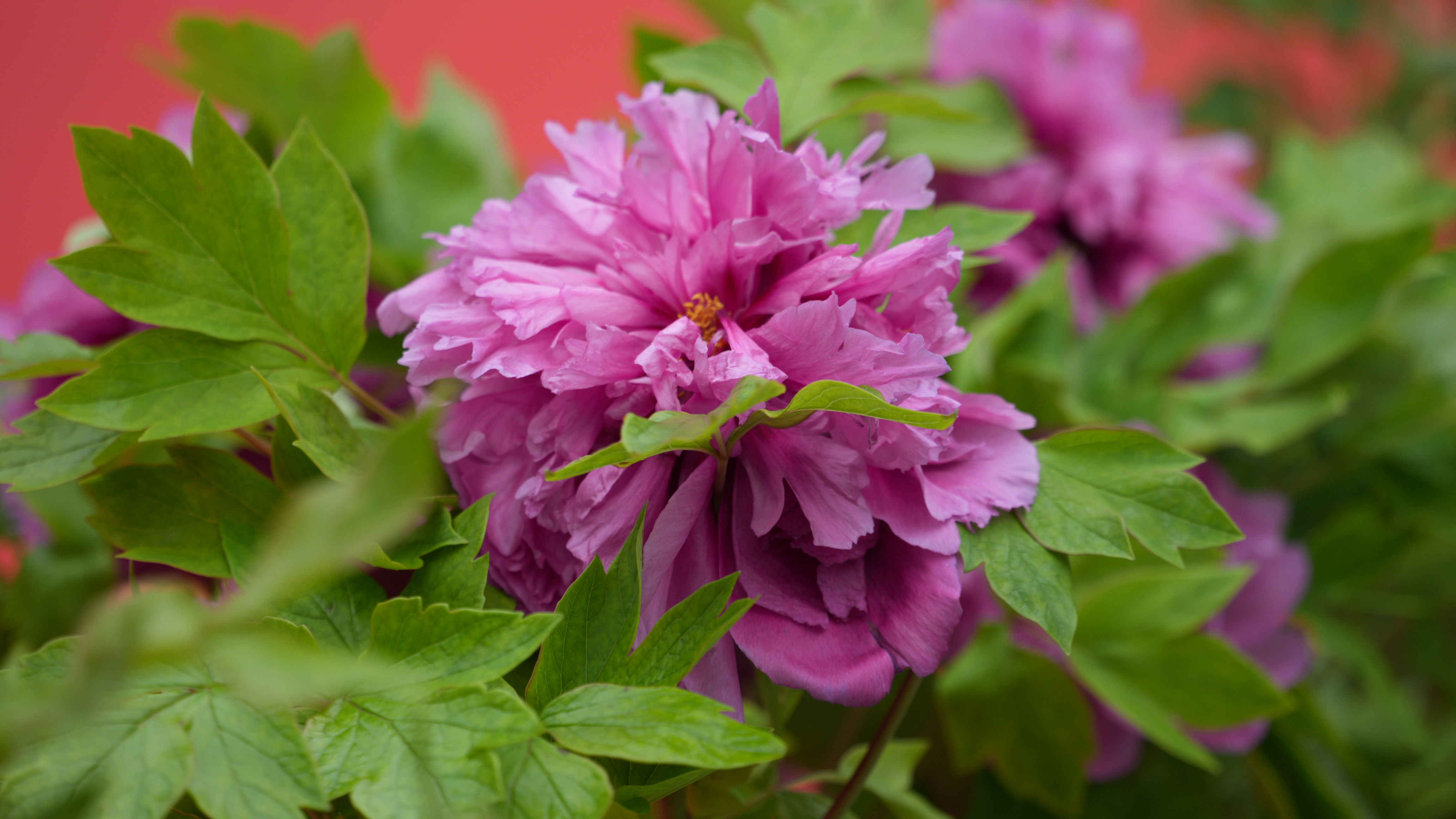 我的春城年|昙华寺花潮会牡丹花怒放