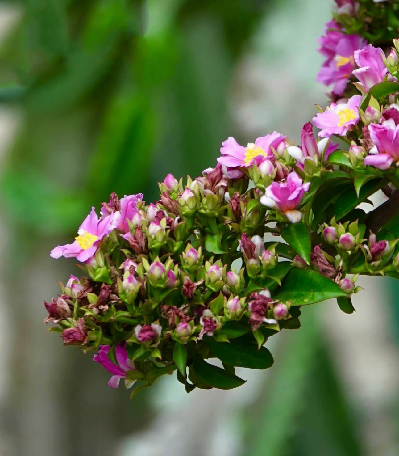 最美最惊艳的仙人掌花,仙人掌奇花图片大全