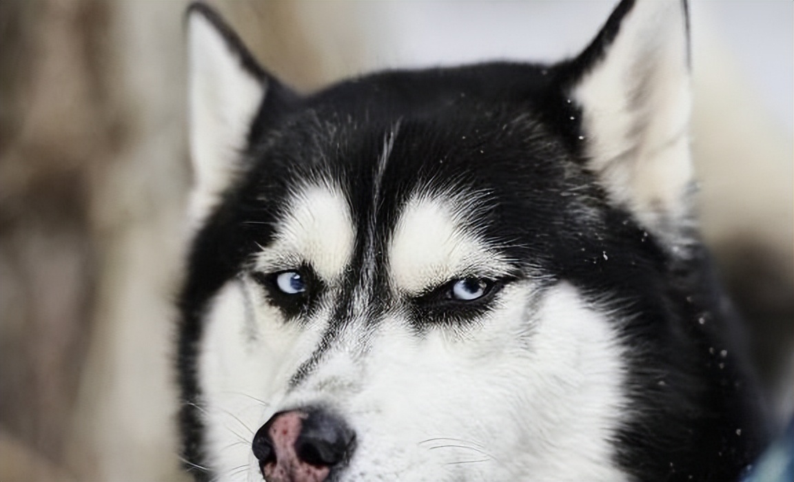 哈士奇拆家怎么制止它咬人,哈士奇疯狂拆家