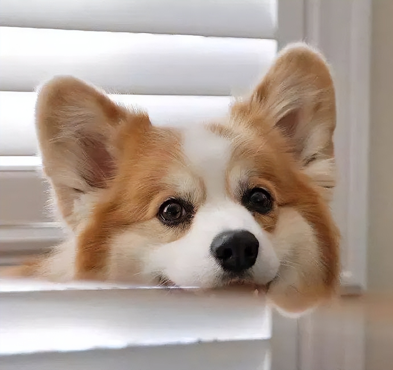 柯基犬幼犬最近很瘦怎么办,柯基狗狗特别瘦怎么办