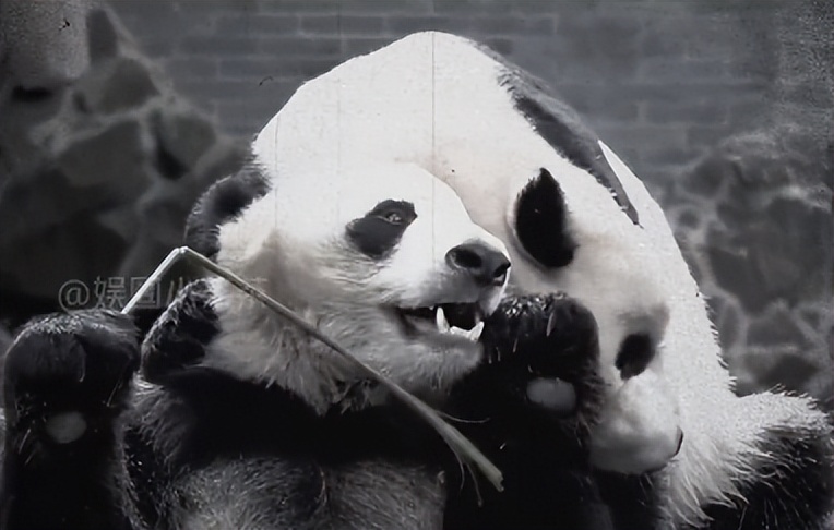 熊猫母女分开几年再次相见,熊猫母子分开后再次相见
