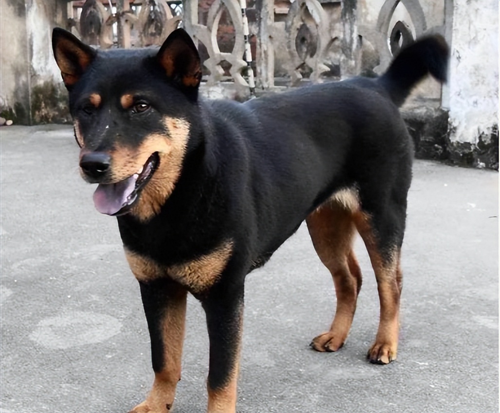 狗怕弯腰熊怕什么,狗怕弯腰狼怕打腰