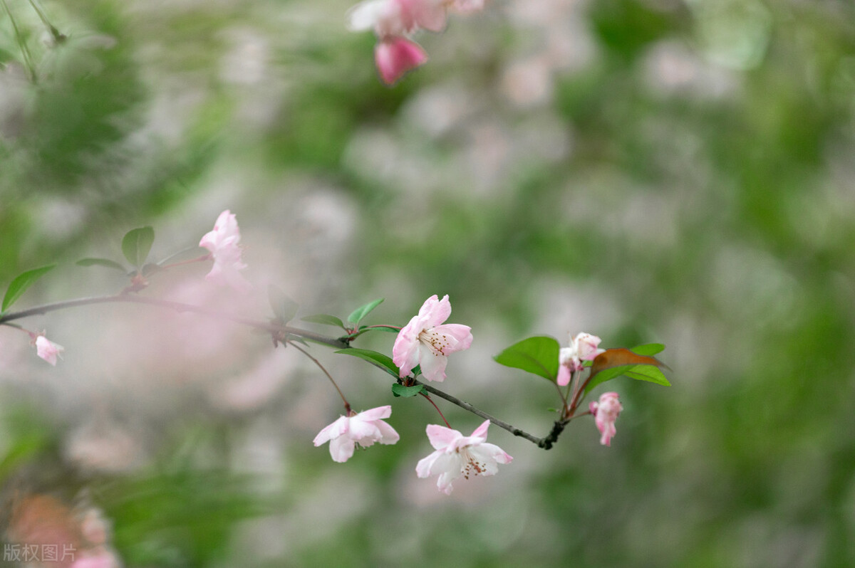 散文芳菲四月,四月芳菲尽的唯美散文诗