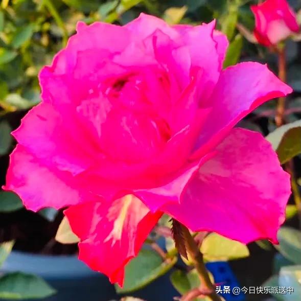 美醉了的月季花图片,各种颜色的月季花图片