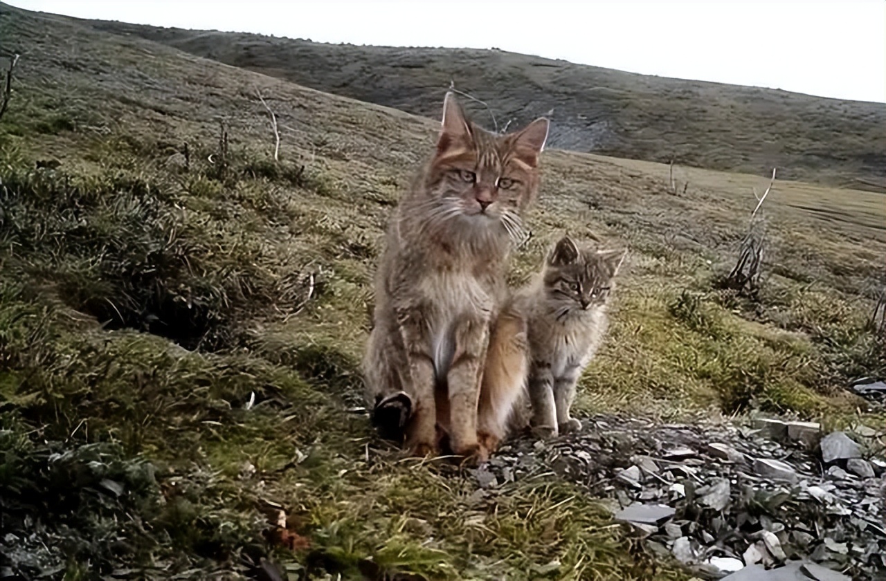 随处可见猫的国家,危害最大的16种入侵物种猫