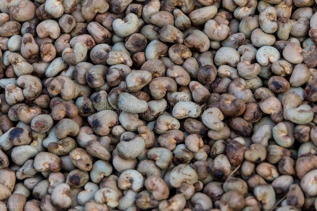 带皮腰果有毒吗可以吃吗,生腰果能直接吃吗有毒吗