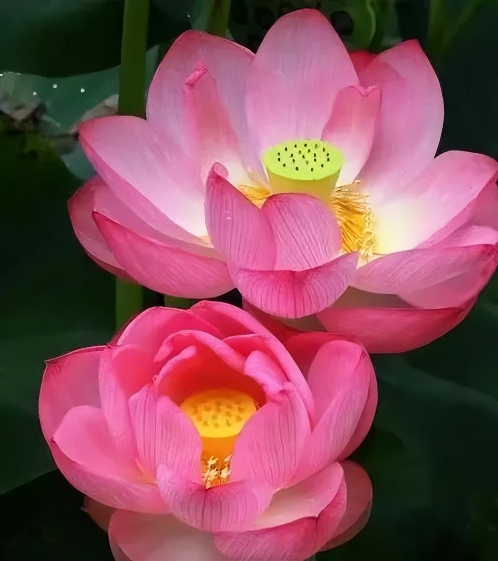 马铃薯放冰箱速冻怎样保鲜,马铃薯可以放入冰箱冷藏保存吗