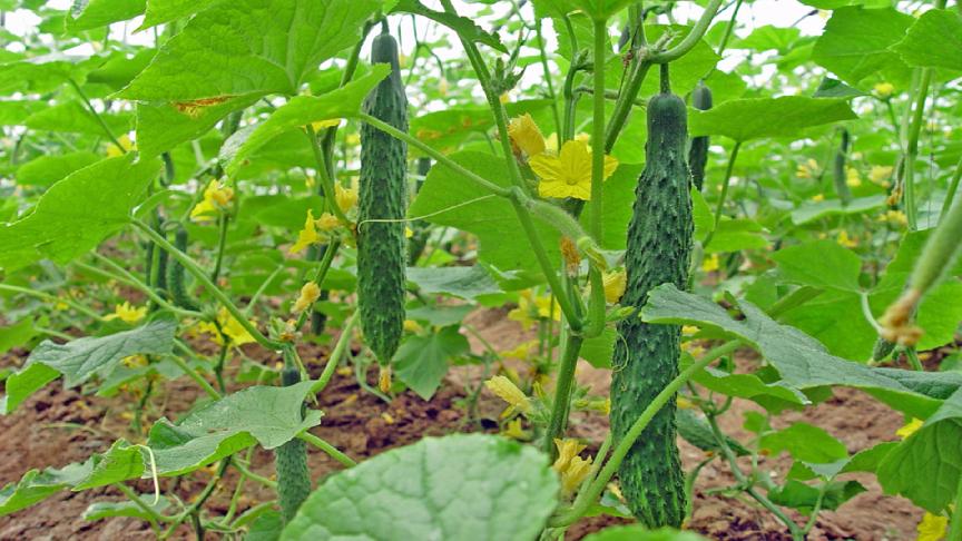 肝火旺睡眠不好怎么调理吃什么,肝火旺睡不好可以喝决明子茶吗