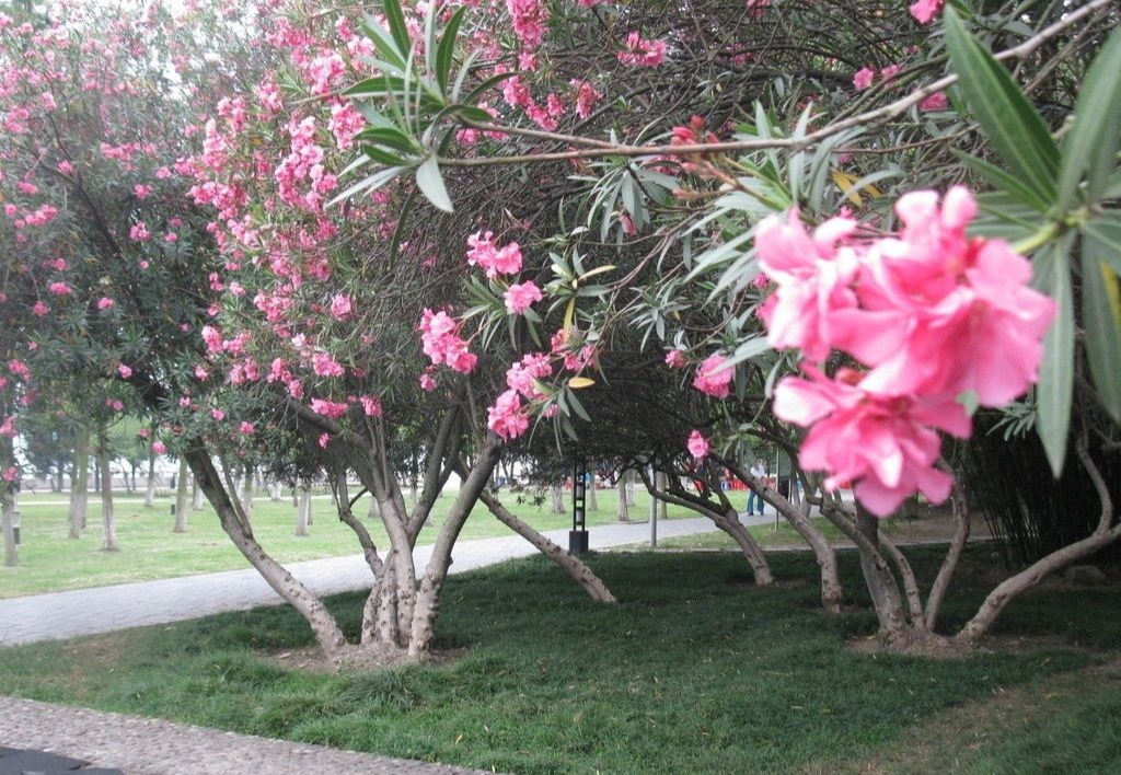 常见有毒花千万别碰,世上有毒的花和植物