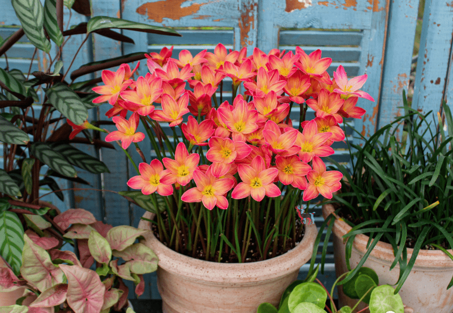 这3种花漂亮又好养1年能开300多天,5种花超好养漂亮上档次